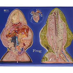 Frog Model Activity Set
